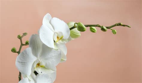 sahibinden orkide